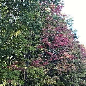 大麻中央公園紅葉始まり