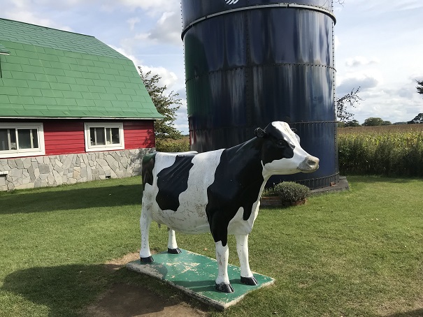 町村農場ミルクガーデンの牛
